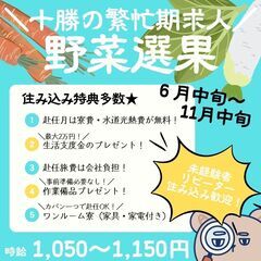 【日払い・週払い可】早期募集開始！！📢野菜（ほうれん草・大根・人...