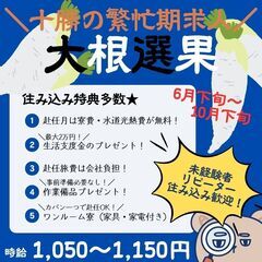 【日払い・週払い可】早期募集開始！！📢大根の選別作業員募集中☆ ...