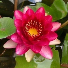 睡蓮　スイレンの画像