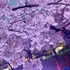 🌸お花見🌸