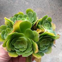 生活雑貨 家庭用品 ガーデニング