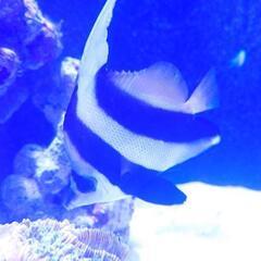 海水魚　ハタタテダイ