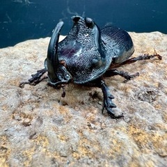 タイ便　野外採集個体入荷！　タイリクコーカサスオオカブト　ウエスターマンヒラタetc...の画像