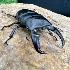 タイ便　野外採集個体入荷！　タイリクコーカサスオオカブト　ウエスターマンヒラタetc...の画像