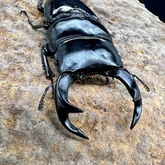 タイ便　野外採集個体入荷！　タイリクコーカサスオオカブト　ウエスターマンヒラタetc...の画像