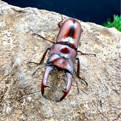 タイ便　野外採集個体入荷！　タイリクコーカサスオオカブト　ウエスターマンヒラタetc...の画像