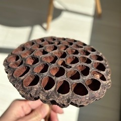 ハスの花のドライフラワー 01