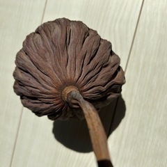 ハスの花のドライフラワー 01の画像