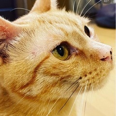 祝＊ずっとのおうちが決まりました♪お鼻に水玉模様♡もっふもふな魅...