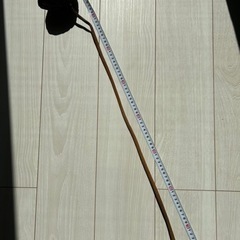 ハスの花のドライフラワー 02の画像