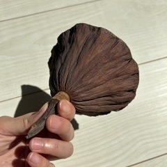 ハスの花のドライフラワー 03の画像