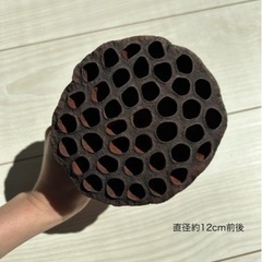 ハスの花のドライフラワー 03