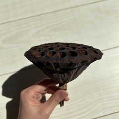 ハスの花のドライフラワー 03の画像