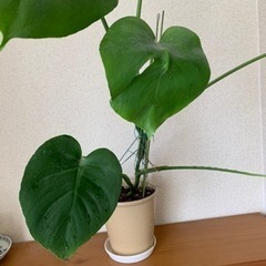 もらって下さい❗️【観葉植物】モンステラ🪴　④の画像