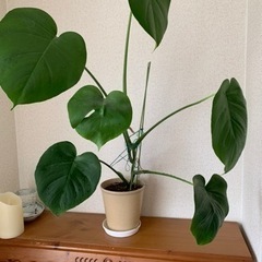 もらって下さい❗️【観葉植物】モンステラ🪴　④の画像