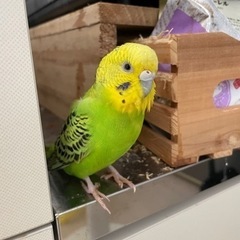 【クーピー】セキセイインコ（メス）募集中