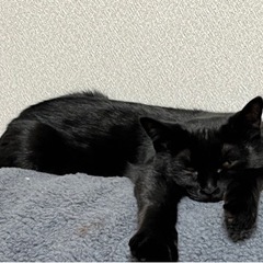 祝＊ずっとのおうちが決まりました♪ツヤツヤ黒猫女の子　10ヶ月　...