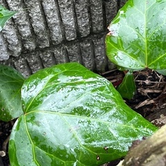 無料❗️へデラ　常緑　10株の画像