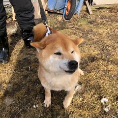 温和な柴犬