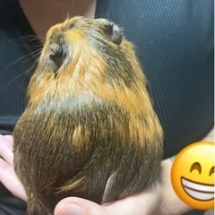 モルモット詳しい方