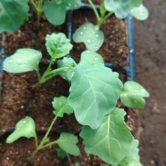 野菜苗各種〜の画像
