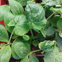 野菜苗各種〜