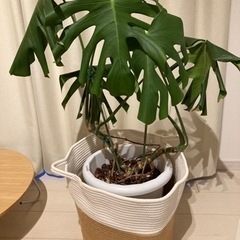 観葉植物　モンステラ