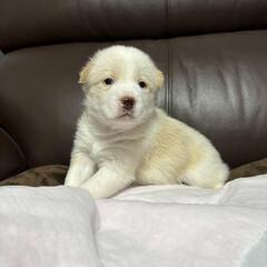 仔犬①男の子　ベージュ色