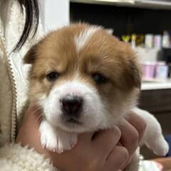 仔犬②女の子　茶色