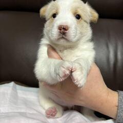 仔犬③男の子　ベージュ色