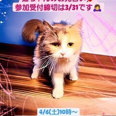 4/6(土)譲渡会♪2歳サイベリアン♀ブルーパッチドタビー＆ホワ...