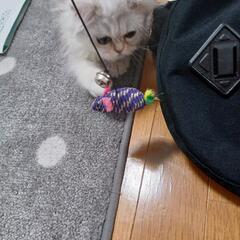 ペルシャ猫チンチラ - 猫