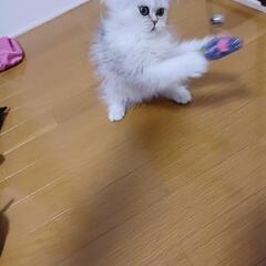 ペルシャ猫チンチラ - 里親募集