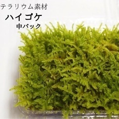 ハイゴケ 大容量パック