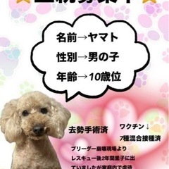 ✴︎プードルの男の子里親様募集中✴︎