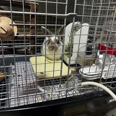 うさぎの里親募集🐰