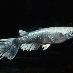 グラディオ　稚魚5匹の画像