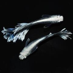グラディオ　稚魚5匹の画像
