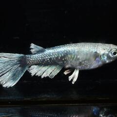 グラディオ　稚魚5匹の画像