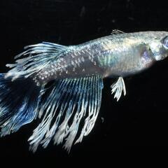 グラディオ　稚魚5匹の画像