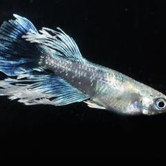 グラディオ　稚魚5匹の画像