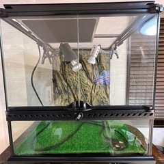 エキゾテラ 爬虫類 飼育セット ケージ ライト ヒーター