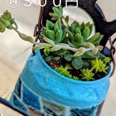 多肉植物(寄せ植え)(容器込)