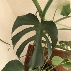 大きいモンステラ + 緑植木鉢の画像