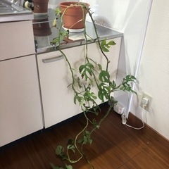 長いモンステラ