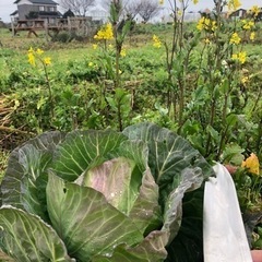 無肥料農業塾受講生募集中の画像