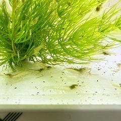 ミナミヌマエビ10匹+α①