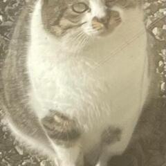 野良猫を助けたい