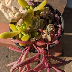 多肉植物(寄せ植え)(容器込)(お話中)