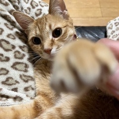 里親さん募集してます！